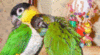 Posted Image