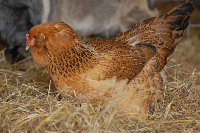 Black jack chicken coop