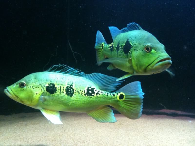 orino peacock bass