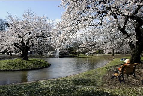 japanese cherry blossom Pictures, Images and Photos