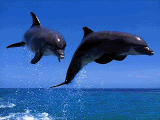 dolphins.gif picture by patclaudowen