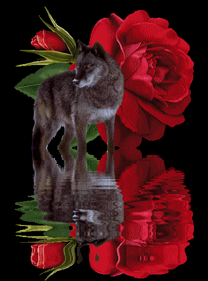 dRoseReflectionWolf.gif i picture by patclaudowen