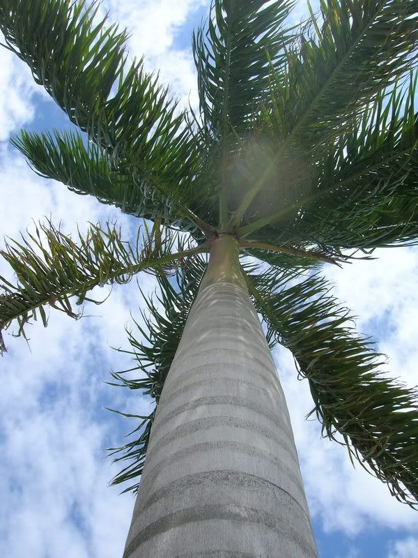 Aa Resimleri (3. Katalog)