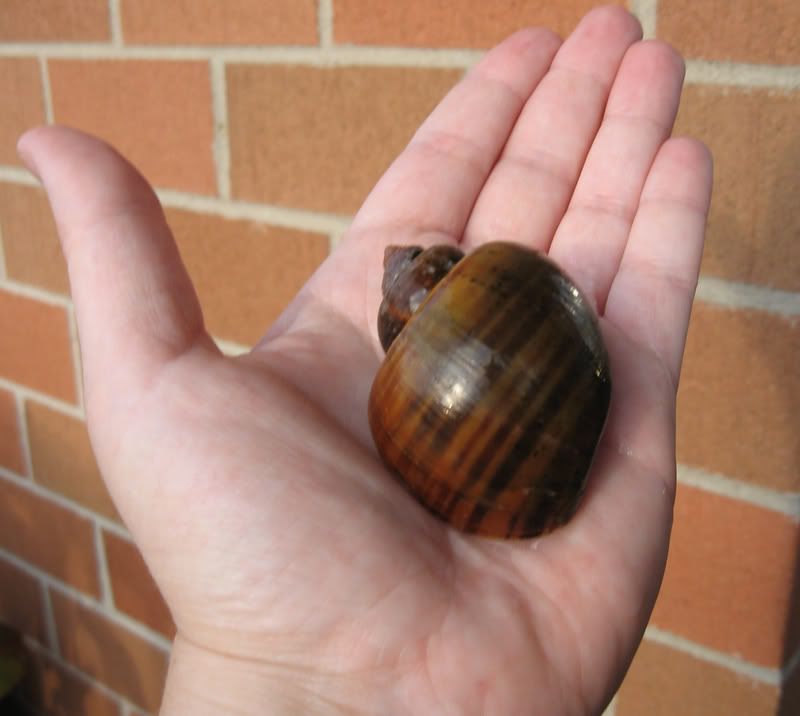 Snail Cracked Shell domainsloadcrack