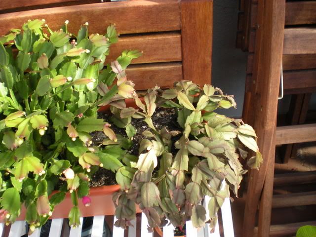 DSCN0408.jpg