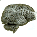 brain Pictures, Images and Photos
