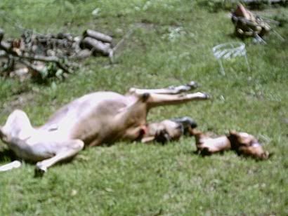 Moose and Princess sunbathing