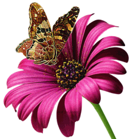Butterfly,Flowers