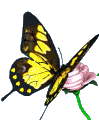 Butterfly,Rose