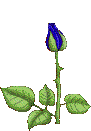 FlowerRoseOpensBlue.gif