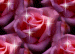 FlowersRoseSparklersBackgroundPink.gif