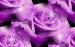 FlowersRoseSparklersBackgroundViole.gif