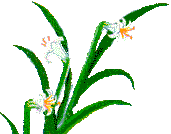 th_FlowersLiliesWhiteBloom.gif