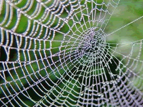 th_SpiderWebRainDrops.gif