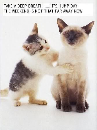 33jpgnew.jpg Its hump day image by dreamcatcher2724