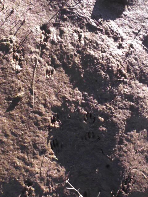 BLM1-23-1103.jpg