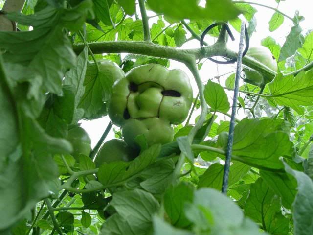 Happy Tomato photo DSC02103_zps548ff7cb.jpg