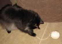 string-cat.jpg