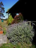 lavender near back verandah