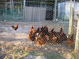 chooks at the gate ready to be let out for the afternoon rampage