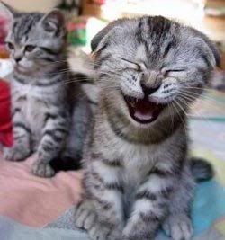 funny cat laughing