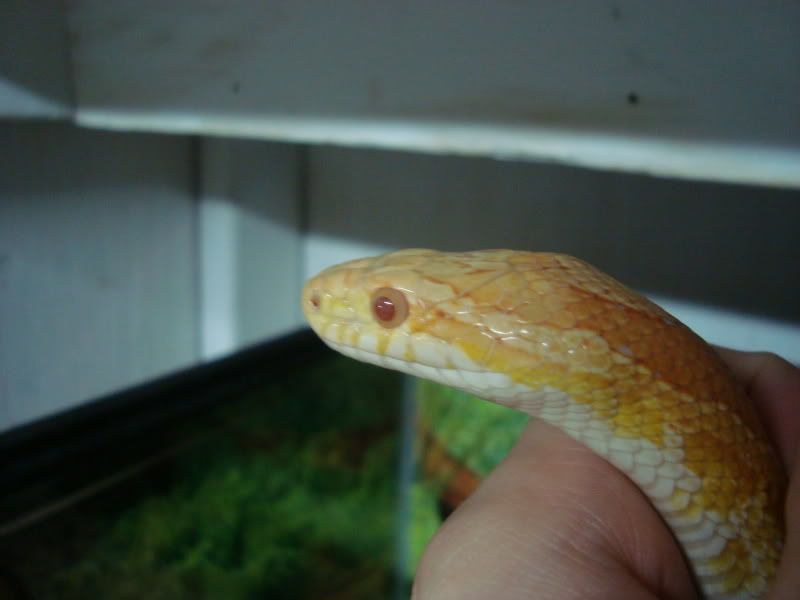 Corns011.jpg