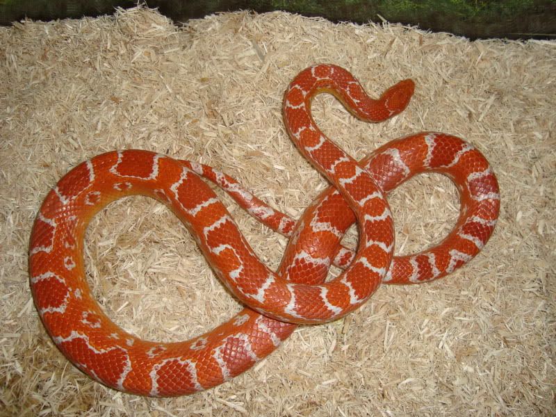 Corns014.jpg