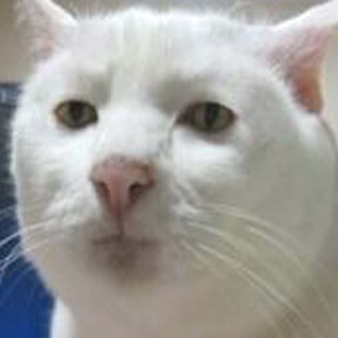 Show Me Pictures Of Cats Faces Show Me Pictures Of Cats Faces