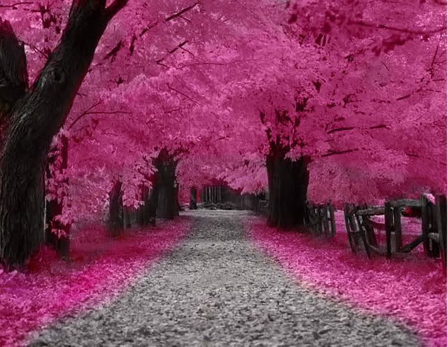Sakura_tree.jpg