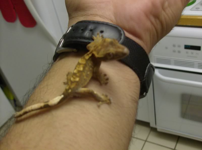 tokay gecko price at petco