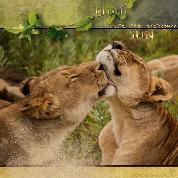  photo lioness_kiss15_zpspy8pldks.jpg