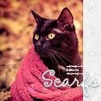  photo ava_cat_scarfs06_zps6e61c56b.jpg