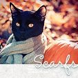  photo ava_cat_scarfs15_zps7426a751.jpg