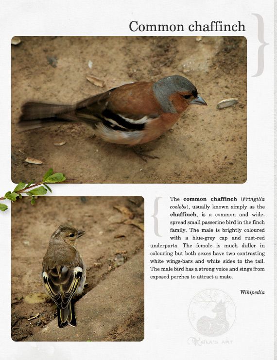  photo chaffinch_zps235b06f7.jpg