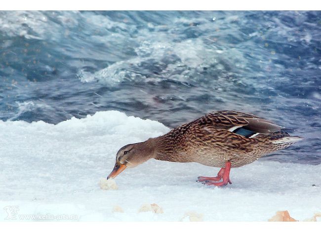  photo winter_ducks_02_zps81c9ad0d.jpg