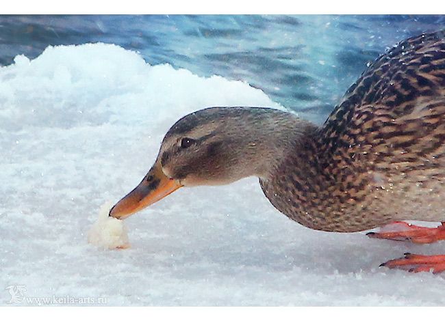  photo winter_ducks_03_zpsb543bc74.jpg