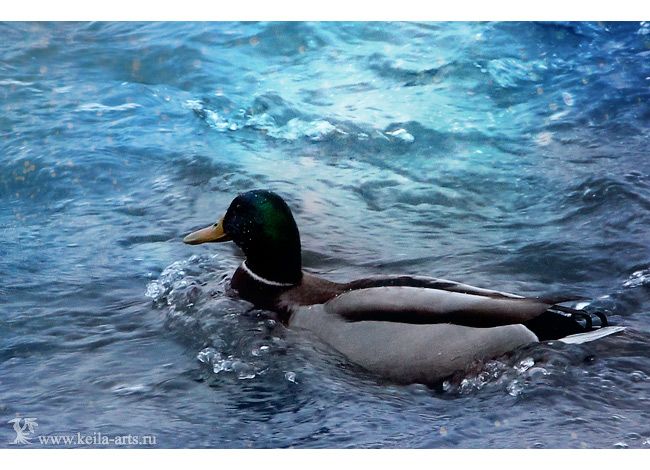  photo winter_ducks_07_zpsa0c72aa8.jpg