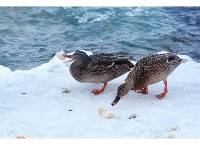  photo winter_ducks_10_zps6a72100c.jpg