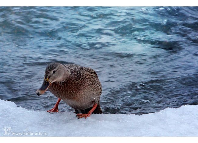  photo winter_ducks_11_zps1cf4393b.jpg