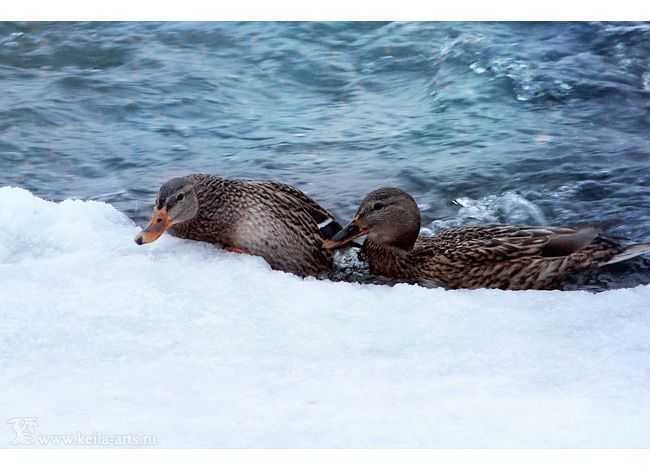  photo winter_ducks_12_zps8c344ed0.jpg