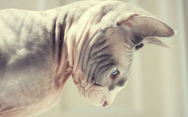  photo blue-eyes-sphynx_zpspen9hy12.jpg