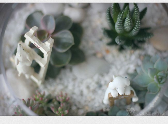  photo succulent_garden_08_zps3ob28umr.jpg