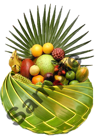 Tropical Fruitt