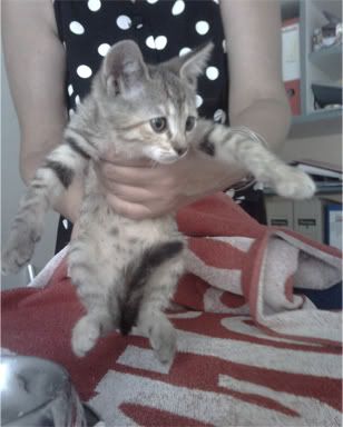 Качена снимка