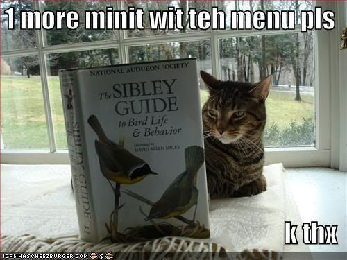 funny-pictures-cat-bird-book1.jpg