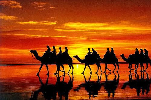 camels Pictures, Images and Photos