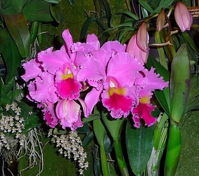  photo imagejpg1-88.jpg