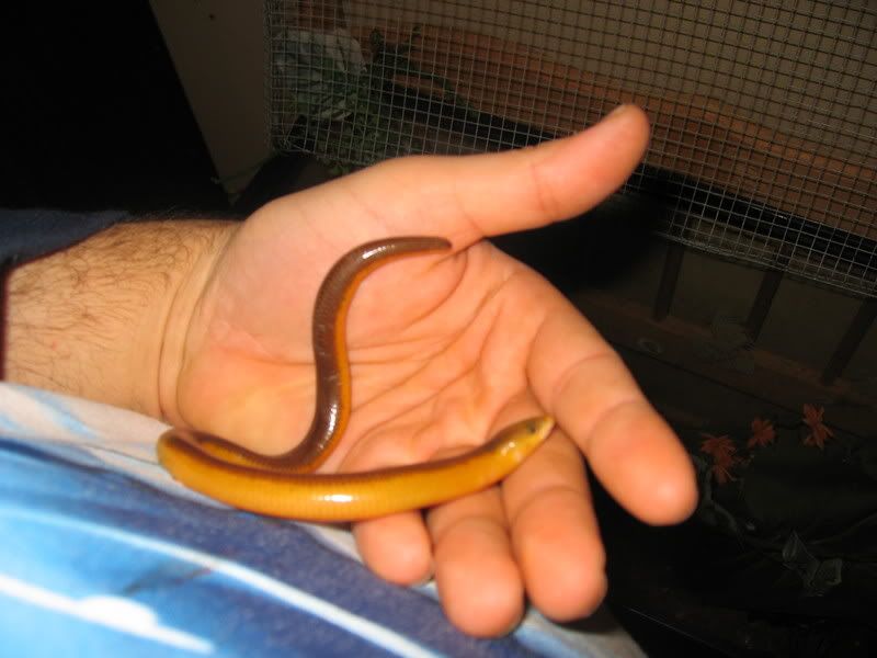 Red wigglers | Reptiles Canada Forums