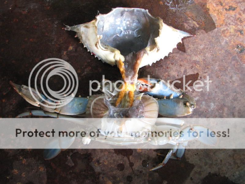 Clean a Blue Crab (Dead Critter Content)