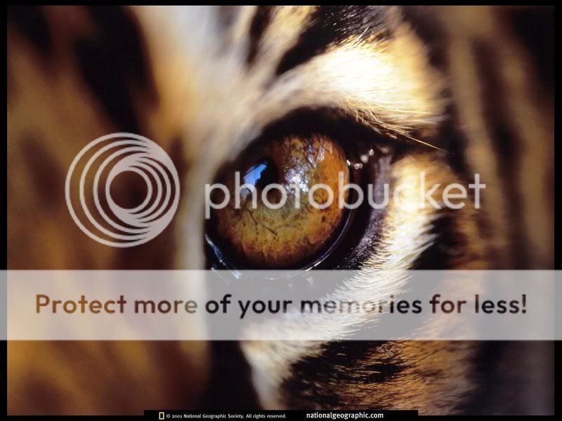06311_102.jpg tiger eye image by yotresbolillo